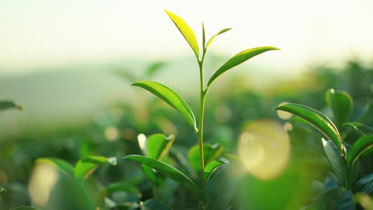 Czym jest matcha ?