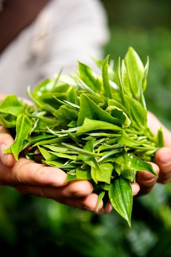 Sayo Matcha Liście